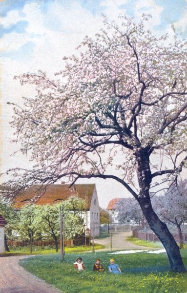 Obstblüte